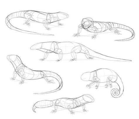 Lizard Pose Reference, Reptile Anatomy Drawing, Lizard Anatomy Drawing, Reptile Drawing Reference, Reptiles Sketch, Monitor Lizard Drawing, Gecko Sketch, Lizard Anatomy, Lizard Reference