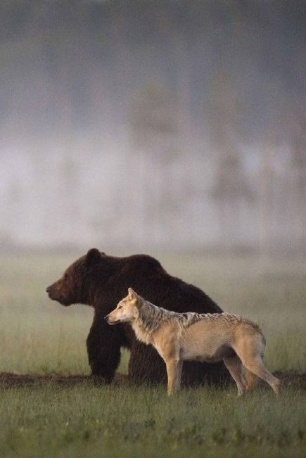 Photographer Lassi Rautiainen recently captured the profound partnership between a she-wolf and a brown bear in the wilds of northern Finland. For days, he witnessed the strange pair meet every evening to share food after a hard day of hunting. No one knows when or how this relationship was formed, “but it is certain that by now each of them needs the other.” Brown Bears, The Wilds, She Wolf, Animals Friendship, Animal Photo, Nature Animals, Brown Bear, Animals Friends, Spirit Animal