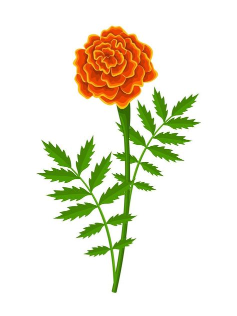 Vector illustration, french marigold flower, with green leaves, isolated on white background. French Marigold Flower, Marigold Vector, Marigold Flower Drawing, Marigold Illustration, Quilt Banner, French Marigold, Plants Drawing, Plant Cartoon, Markers Drawing Ideas