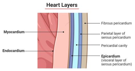 Microbiology Notes, Serous Membrane, Cardiac Muscle Cell, Loose Connective Tissue, Blood Heart, Lymph Vessels, Heart Valves, Nerve Fiber, Heart Muscle