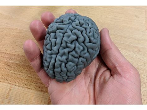 Human brain by benkrasnow - Thingiverse Brain Pottery, Clay Brain, Brain Sculpture, Clay Brain Model, Brain Ceramic, Ceramic Brain Sculpture, Cool 3d Prints, Brain Puzzles, 3d Printer Projects