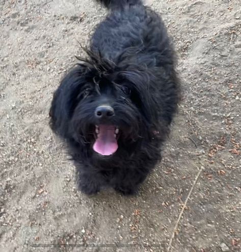 Sunshine is an adoptable poodle searching for a forever family near Ramona, CA. Use Petfinder to find adoptable pets in your area. Poodle Mix Dogs, Poodle Mix, Couch Potato, Poodle Puppy, Always Smile, Forever Family, Happy Dogs, Dog Adoption, Keep Calm