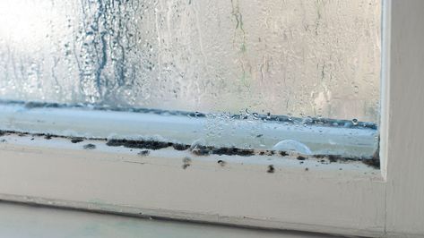 Window Condensation, Wooden Window Frames, Toxic Mold, Mold In Bathroom, Glass Cooktop, Deep Cleaning Tips, Window Seal, Wooden Windows, Mold Remover