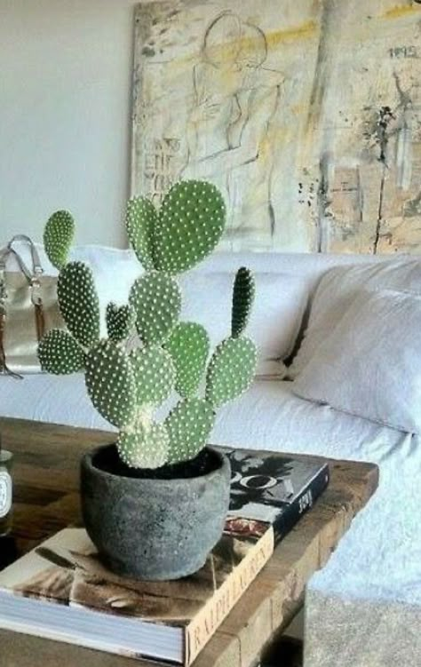 Bunny Ear Cactus, Vertical Garden Plants, Front Garden Landscape, Plant Vase, House Plants Decor, Cactus Garden, Pretty Plants, Foliage Plants, Cactus Flower