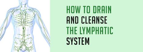 Vascular System, Lymph Glands, Dry Brushing Skin, Weak Immune System, Lymph Fluid, Lymph Massage, Lymph System, Lymph Drainage, Body Detoxification