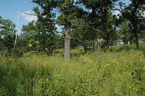 Oak savanna -Pinery park Oak Savanna, Oak Savanna Landscape, African Savannah Landscape, Fantasy Savannah Landscape, Savannah Illustration Landscape, Savanna Landscape, Plant Riverside Savannah, Backyard Habitat, Sacred Grove