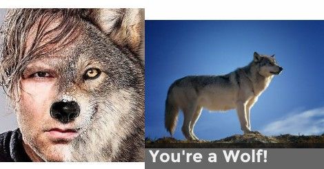 You're a Wolf! | What is your Spirit Animal Omega Wolf, Wolf Spirit Animal, Your Spirit Animal, Zodiac Signs Aries, Wolf Spirit, Leo And Virgo, Sagittarius And Capricorn, Virgo And Libra, Capricorn And Aquarius