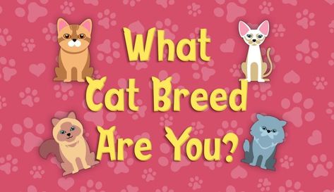 Quiz: What Cat Breed Are You? 1 of 10 Breed Matching English Drama, Pink Mittens, Sleeping Alone, Simple Questions, Cat Species, Types Of Cats, What Cat, Best Christmas Presents, Music Do