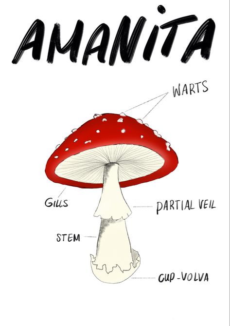 Poster Anatomy, Homeschool Nature, Amanita Mushroom, Mushroom Poster, Anatomy, Stuffed Mushrooms, Nature