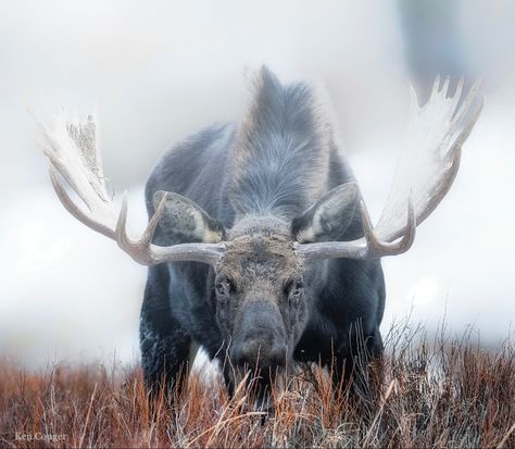 Bull Moose Photography, North American Wildlife Art, Alaskan Moose, Moose In Forest, Elk Pictures, Canadian Animals, Elk In Snow, Moose Hunting, Moose Pictures