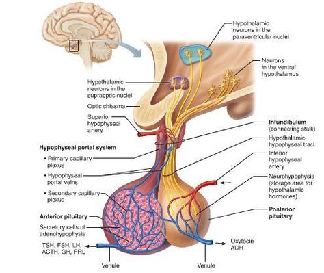 TJ. The hypothalamus is a brain structure made up of distinct nuclei as well as less anatomically distinct areas. It is found in all vertebrate nervous systems. In mammals, magnocellular neurosecretory cells in the paraventricular nucleus and the supraoptic nucleus of the hypothalamus produce oxytocin and vasopressin. These hormones are released into the blood in the posterior pituitary.[3] Much smaller parvocellular neurosecretory cells, neurons of the paraventricular nucleus, release corticotr Human Body Nervous System, Pituitary Gland Disorders, Anterior Pituitary, Body Chart, Mammary Gland, Brain Structure, Pituitary Gland, Teaching Biology, Human Anatomy And Physiology