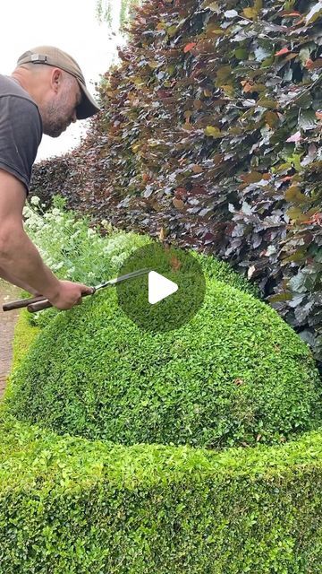 James Todman on Instagram: "Clipping a boxwood dome…   #topiary #buxus #boxwood #handclipped #asmr #oddlysatisfying #asmrsounds #relaxing #satisfying" Boxwood Topiary Garden, Topiary Garden Landscaping, Topiary Garden, Boxwood Topiary, Outdoor Kitchen Design Layout, Outdoor Kitchen Design, June 19, Garden Landscaping, On Instagram