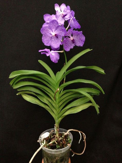 Vanda Orchids, Beautiful Orchids, Orchid Flower, Blue Flowers, Different Colors, Bouquets, Orchids, Beautiful Flowers, Affirmations