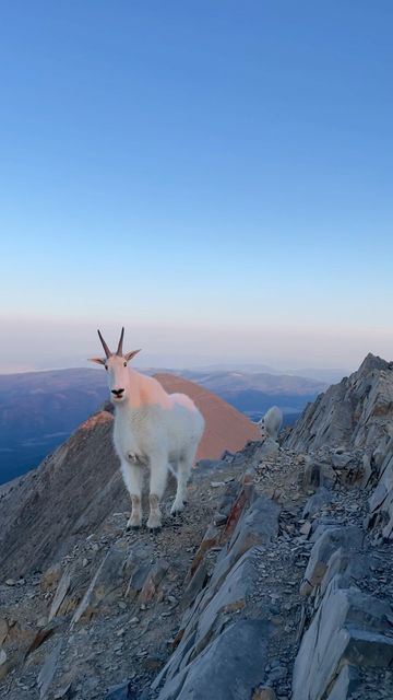 Mountain Goats, Raising Goats, Big Sky Montana, Mountain Drawing, Cute Goats, Hiking National Parks, Mountain Goat, The Rocky Mountains, Close Encounters