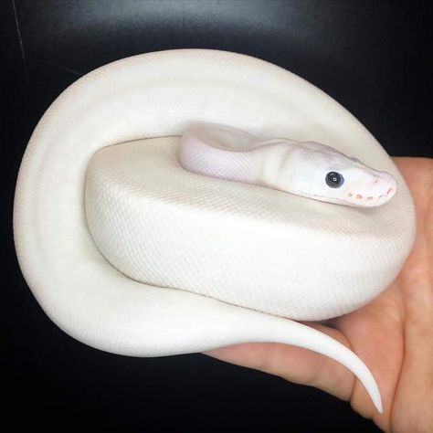 Baby Ball Python, Snake Terrarium, Hognose Snake, Pretty Snakes, Snake Lovers, Cute Reptiles, Cute Snake, Beautiful Snakes, Pet Snake