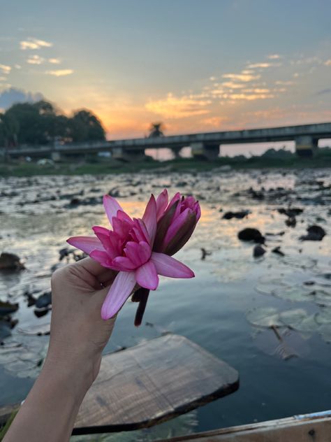 #lotus #flowerstagram #aesthetic #photography #snapchatideas 15 August Photo, Lotus Wallpaper, Easy Flower Drawings, Nature Photography Flowers, Alone In The Dark, Ethereal Aesthetic, Flowers Photography Wallpaper, Hand Photo, Hand Pictures