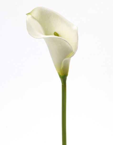 Ethereal Essence, Calla Lily Flower, Workshop Ideas, Lily Flower, Calla Lily, Art Stuff, Flower Arrangements, Bat, Essence