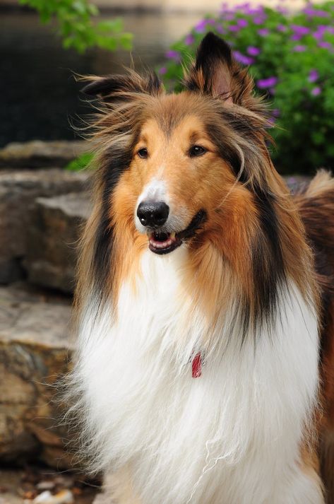 Our Rough Collie Boy Buddy Rough Collie Dog, Rough Collies, Rough Collie, Collie Dog, Dog Portraits, Inspiration Board, Dog Breeds, Collage, Dogs