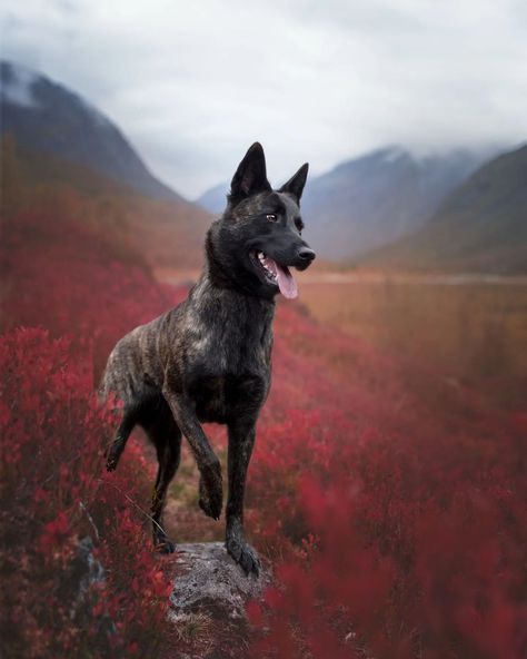 Dutch Shepherd Aesthetic, Shepherd Aesthetic, Dutch Shepherd Dog, Dutch Shepherd, Tactical Operator, Dog Pics, Belgian Shepherd, Herding Dogs