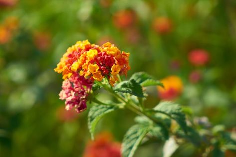 Learning how to plant lantana seeds is easier compared to propagating them from cuttings. Although lantana cuttings grow much quicker than seeds, many growers Lantana Seeds, Lantana Flower, Lantana Plant, Small Greenhouse, Seed Germination, Mini Greenhouse, Evergreen Plants, Greenhouse Gardening, Beneficial Insects