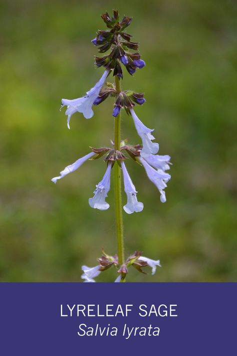 Lyreleaf Sage - early spring blooming Mississippi Wildflower. It starts to bloom in late March, by early April, fields or ditches are full of pale purple-blue blooms. via @gardenexperimnt Mississippi Wildflowers, Mississippi Native Plants, Salvia Microphylla Hot Lips, Worm Food, Playing The Blues Salvia, Salvia Mystic Spires, Meadow Sage, Spiritual Garden, Easy House Plants