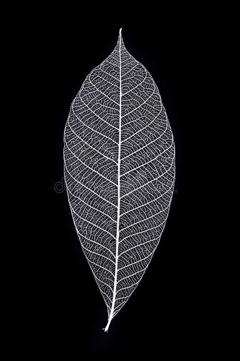 Leaf Skeleton in macro view royalty free stock images Skeleton Leaf Photography, Leaf Skeleton Photography, Skeleton Photo, Skeleton Leaves, Leaf Skeleton, Lady Bug Tattoo, Skeleton Drawings, Bug Tattoo, Leaf Photography