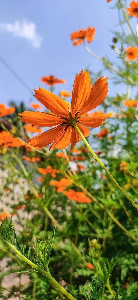 Orange Cosmos sulphureus Cosmos Sulphureus, Cosmos Painting, Orange Cosmos, Cosmos, Orange, Plants, Photography, Quick Saves, Nature