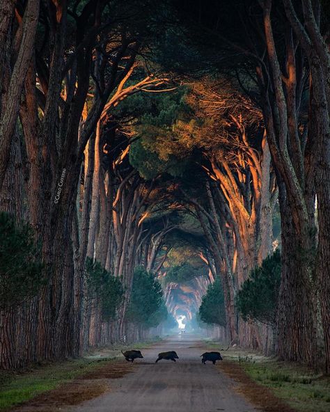 Tunnel of trees 🌳 Natural Park Migliarino San Rossore, Pisa, Italy. Photo by @carlocafferini #nature Who would you visit this @nature spot with 🏞 Tree Tunnel, Image Nature, Natural Park, Sacred Places, Jolie Photo, Magical Places, Beautiful Tree, Amazing Nature, Nature Pictures