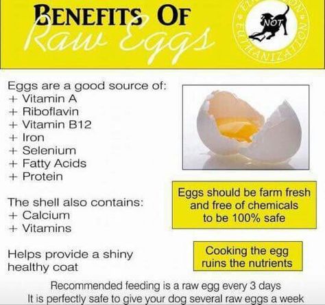 Eggs For Dogs, Dog Raw Diet, Raw Feeding For Dogs, Health Benefits Of Eggs, Raw Eggs, Crockpot Recipes Beef, Raw Dog Food Recipes, Raw Diet, Dog Diet