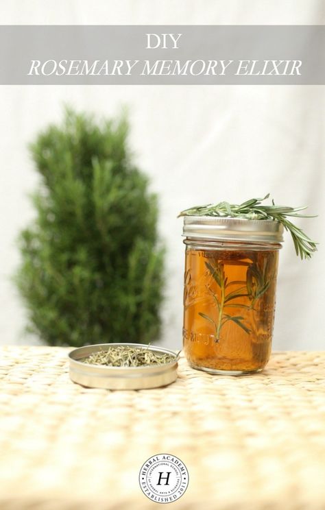 DIY Rosemary Memory Elixir | Herbal Academy | Keep your brain active and healthy with this DIY Rosemary Memory Elixir! Autogenic Training, Herbal Academy, Ginger Benefits, Herbal Tinctures, Herbal Recipes, Natural Healing Remedies, Diy Remedies, Cold Home Remedies, Cough Remedies