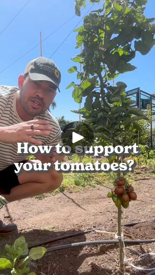 220K views · 3.7K reactions | One of our favorite ways to trellis big, vining tomatoes is with string and a few tomato clips - that's it! When you transplant your tomato, you can either bury the string underneath your tomato to secure it in the ground, or tie the string to a stake and press into the soil. Then, tie the other end of the string to a simple structure above the tomato plant made of 2x4 lumber or metal conduit. Both are relatively inexpensive at most hardware stores. Our setup cost $50 to make and grows about 12 huge vining tomatoes. Every 1' (0.3m) or so, snap a tomato clip (which you can find at most nurseries) to the string and around your tomato's main stem. As the tomato grows, you may want to also prune off any side shoots that grow out, but this is optional. If you're ne 2x4 Lumber, Hardware Stores, Tomato Plant, Plant Ideas, Growing Tomatoes, Tomato Plants, Plant Supports, Edible Plants, Growing Herbs