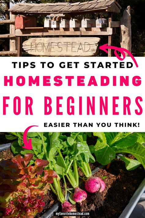 Homesteading For Beginners, Homesteading Diy, Homestead Farm, Homesteading Skills, Survival Gardening, Urban Homesteading, Aquaponics System, Homestead Survival, Backyard Farming