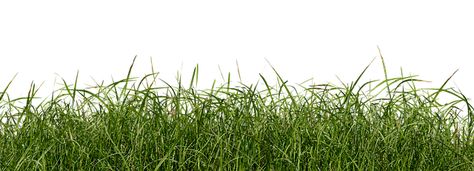 Grass Png, Grass Silhouette, Grasses Landscaping, Green Field, Green Lawn, Free Illustration, Grass Green, Green Grass, Free Illustrations