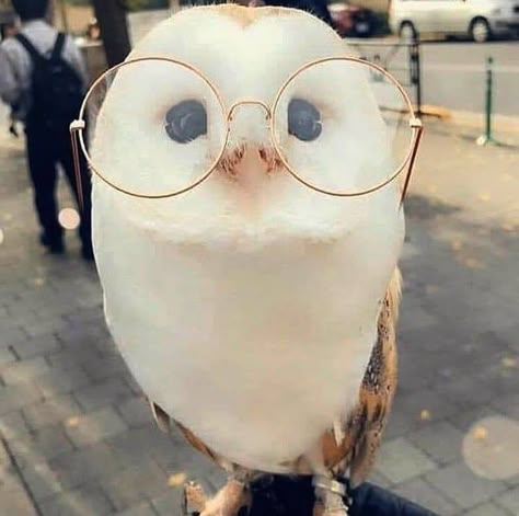 Owls, On Instagram, Instagram