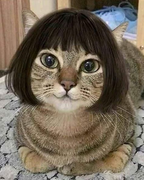 Wanna a cute bob hair style with bangs?😍 . . @beautyluminahair see more hairstyle! Shop in our online store get free 🎁 . . #bodywave #bodywavewigs #straighthair #free-gifts#beautyluminahair#followersinstagram #realfollowers #lace-wigs Animal Hairstyles, Cat Haircut, Short Hair Cats, Funny Cute Cats, Cat Wallpaper, Silly Cats, Cat Drawing, Best Hairstyles, 귀여운 동물