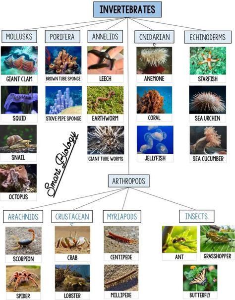 Cnidarians Invertebrates, Invertebrates Animals Pictures, Vertebrates And Invertebrates Project, Invertebrates Classification, Zoology Project, Classification Of Vertebrates, Invertebrates Animals, Animal Classification Activity, Classification Of Animals