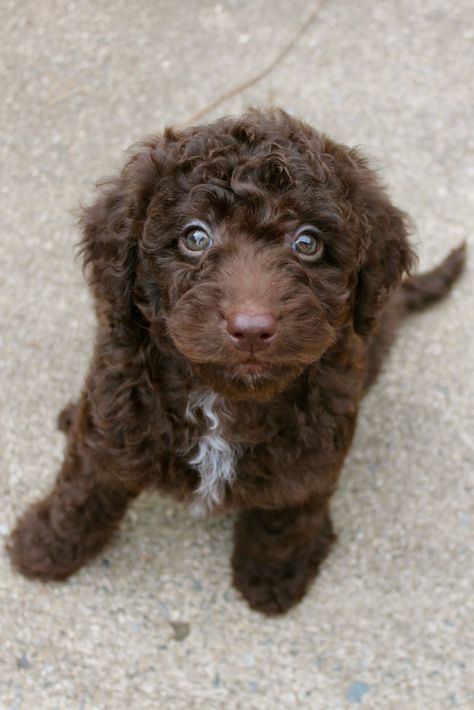 The chocolate Labradoodles are among the most common coloring in the breed, I don’t blame perspective owners for choosing the adorable brown coated, brown eyed treasures as their forever friends. <----- To understand and learn more about chocolate labradoodles click the pin. #chocolatelabradoodle #chocolatelabradoodlepuppies #chocolatelabradoodlemini Chocolate Labradoodle Puppy, Labradoodle Mini, Labradoodle Breeders, Mini Labradoodle, Labradoodle Miniature, Chocolate Labradoodle, Australian Labradoodle Puppies, Puppy Litter, Allergic To Dogs