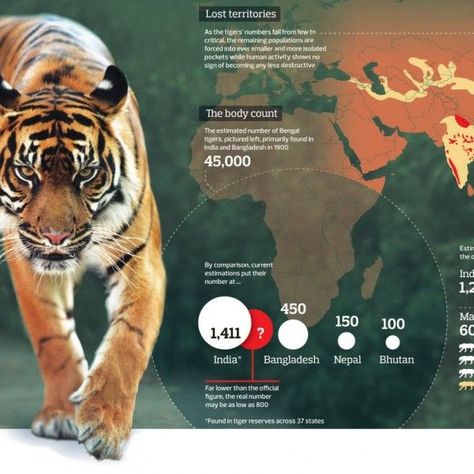 This tiger infographic is not bad, but it could use more information. Animal Infographic, S Meaning, Tiger Pictures, Real Numbers, Bengal Tiger, Human Activity, Not Bad, Statistics, More Information