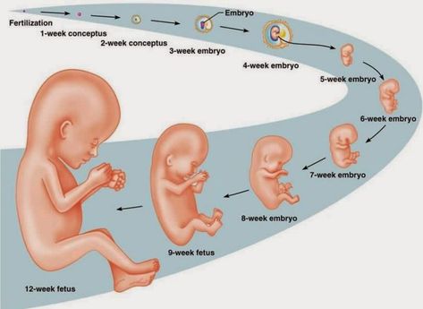 Fertilization process , Pregnancy and the stages of embryonic development Types Of Twins, Fertilization Process, Third Month Of Pregnancy, Trimester By Weeks, Embryonic Development, Pregnancy Period, 3rd Trimester, Menstrual Period, Fallopian Tubes