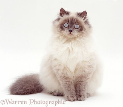 Blue Point Cat, Birman Cat, Cat Anatomy, Warrior Cat Oc, Cat Reference, Blue Point, Gorgeous Cats, Cat Pose, Cat Black