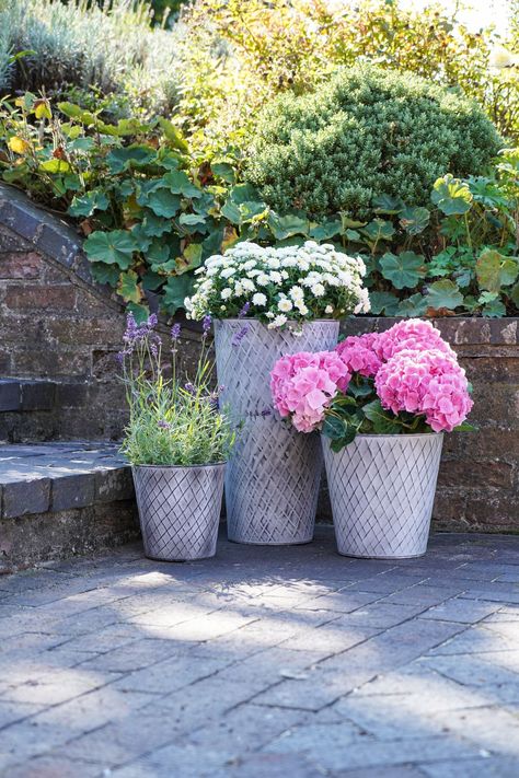 Tap into the industrial trend with our two outdoor Chatsworth zinc planters. Lightweight and resistant to rust and frost, these versatile UV stable planters highlight your favourite flora beautifully. Pot your favourite roses for a classic patio look, or why not try hydrangeas for something more striking?  100% Steel. Zinc Vase, Zinc Planters, Outdoor Vases, Decking Area, Industrial Aesthetic, Garden Vases, Flower Pot Garden, Spot It, The Little Things In Life