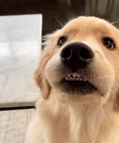 Funny Golden Retriever Pictures, Dog Heaven Quotes, Golden Retriever Gif, Golden Retriever Funny, Golden Puppy, The Tooth Fairy, Dog Teeth, Tiny Dogs, Cute Funny Dogs