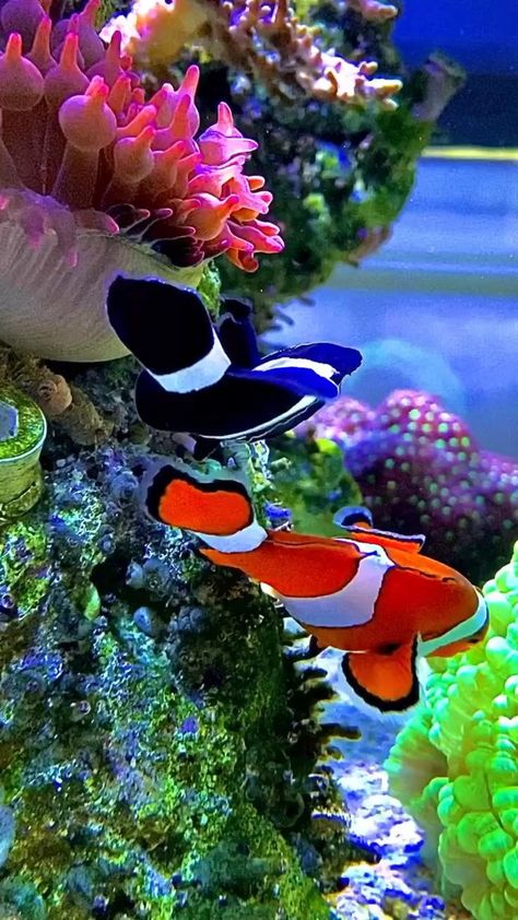 Fishes Wallpaper, Aquarium Live Wallpaper, Beautiful Tree Houses, Live Fish Wallpaper, Ikan Air Tawar, Fish Gallery, Live Screen Wallpaper, Beautiful Nature Wallpaper Hd, Beautiful Wallpaper For Phone