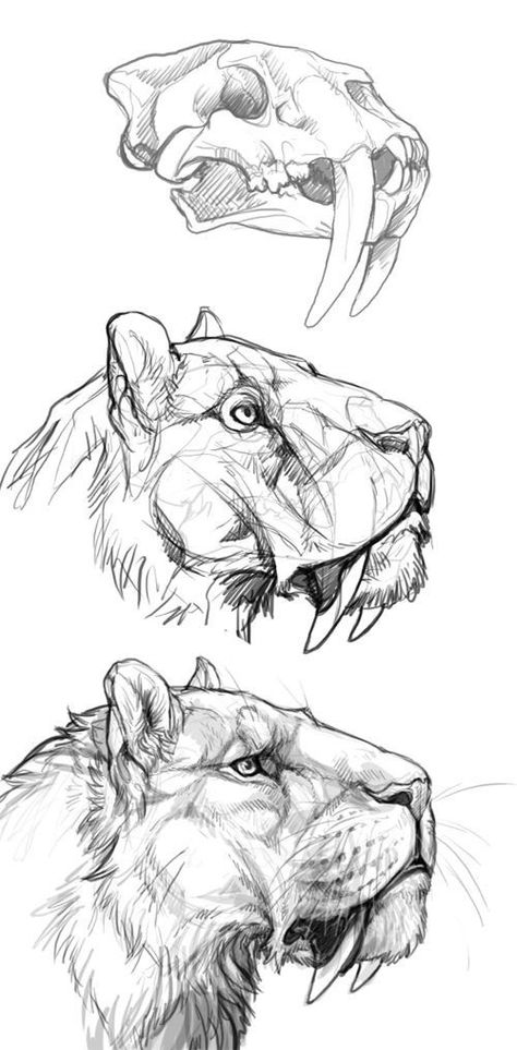 Drawing Advice, Sketch Animation, Master Drawings, Character Designing, Pencil Drawings Of Animals, Lion Drawing, Drawing Animals, Animal Study, Lips Drawing