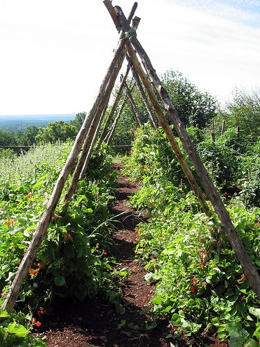 bean teepees in the garden, Monticello, Virginia Homemade Trellis, Bean Trellis, Neat Garden, Herb Gardening, Bush Beans, Pole Beans, Garden Plans, Sustainable Agriculture, Organic Garden