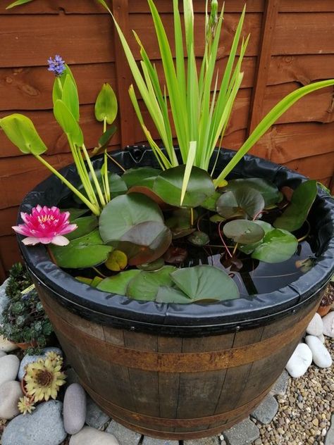 Amazing Water Garden Ideas: Transform Your Outdoor Oasis Barrel Pond Diy, Barrel Pond Ideas, Small Garden Water Features, Barrel Water Feature, Pond In A Pot, Barrel Pond, Water Garden Ideas, Small Backyard Ponds, Container Pond