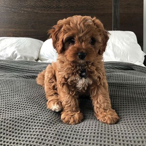 Cavapoo Puppies For Sale, Cavapoo Puppies, Super Cute Puppies, Baby Animals Pictures, Cute Little Puppies, Memes Humor, Cute Dogs And Puppies, Cane Corso