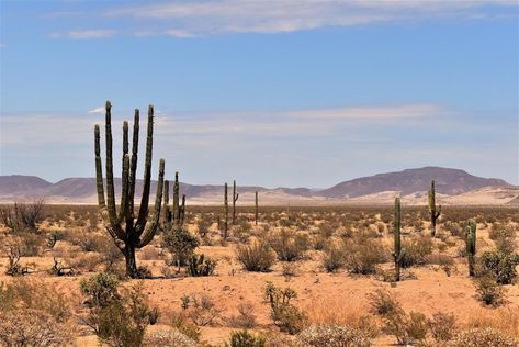 Desert Pictures, Hot Desert, Photo Wall Decor, California Desert, American Western, Draw On Photos, Old West, Surrealism, Photo Wall