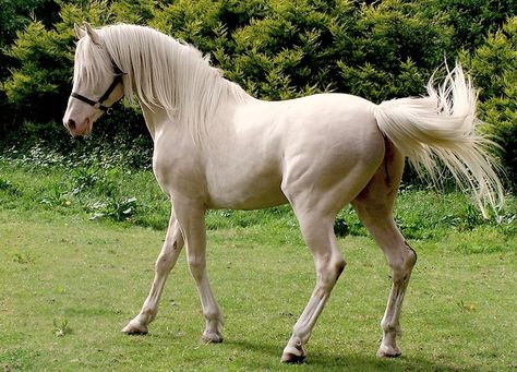 Cremello Andalusian, or Pura Raza Española. Extremely rare color since chestnut is not common in the PRE. All dilutions are rare, but perlino is more prevalent. Cremello Andalusian, Muscular Neck, Andalusian Horse, Horse Aesthetic, Dream Barn, Good Bones, Horse Coloring, Classic Beauty, Beautiful Horses