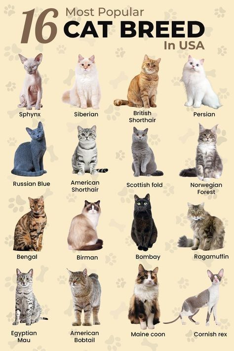 Cat And Dog Mixed Breed, Prettiest Cat Breeds, Short Hair Cats Breeds, Species Of Cats, Type Of Cats, Cute Cat Pfps, Cat Knowledge, Cat Body Language, Cat Types